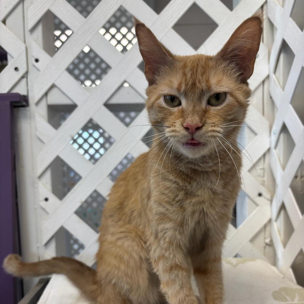 Clementine, a Adoptable Domestic Short Hair in Hopewell, VA image 4/5