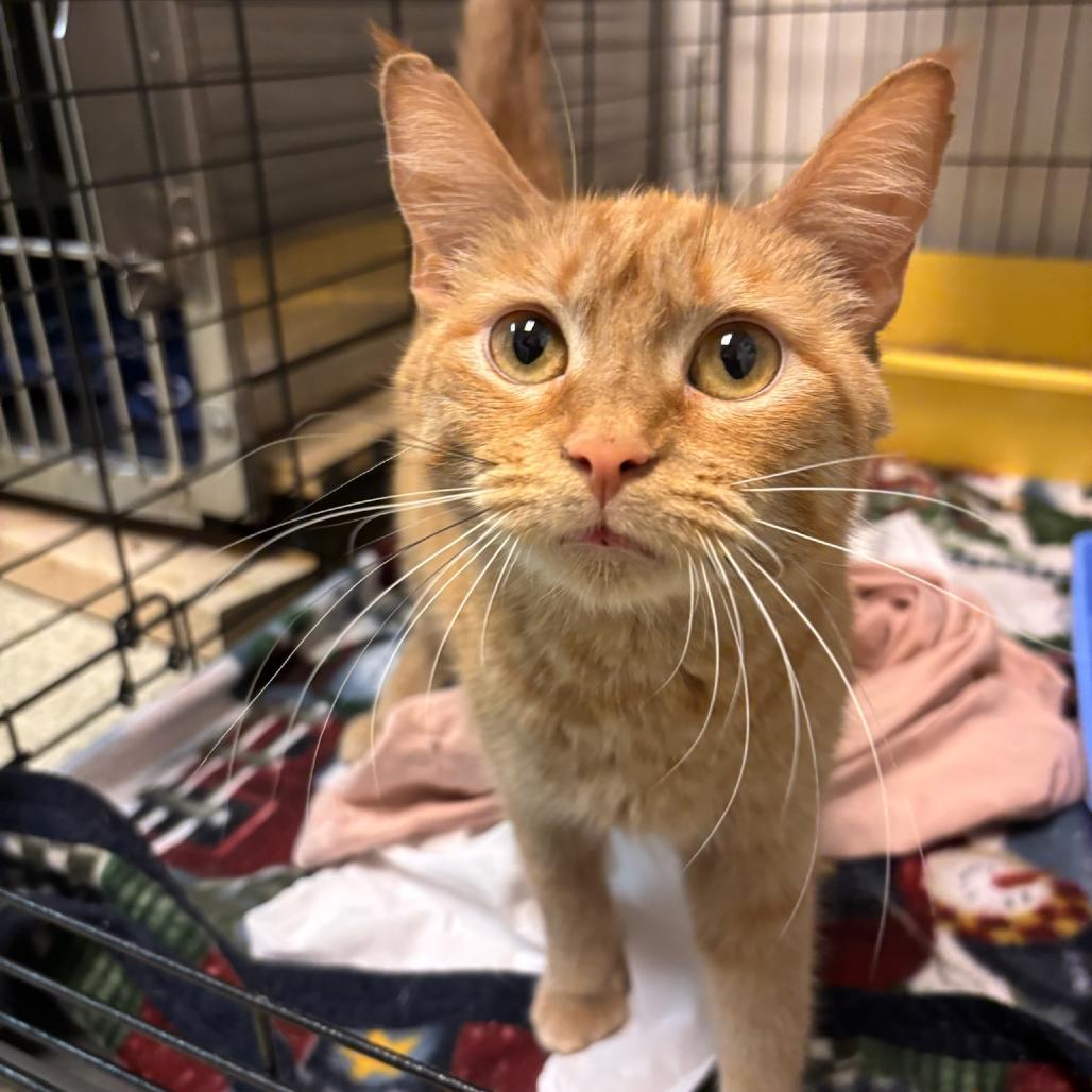 Enlarge Clementine, a Adoptable Domestic Short Hair in Hopewell, VA image 1/1
