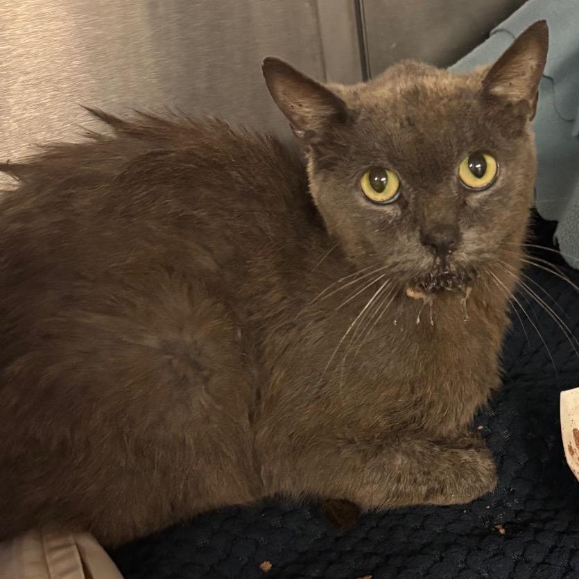 Beluga — thumbnail 2