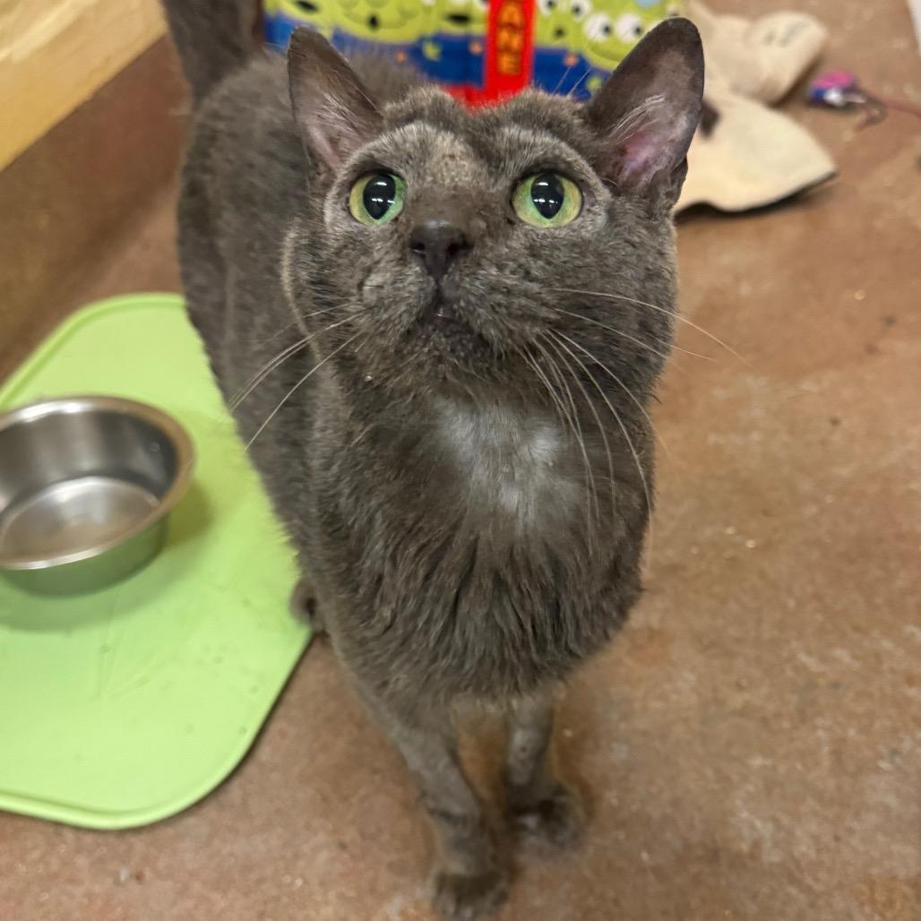 Beluga — thumbnail 3