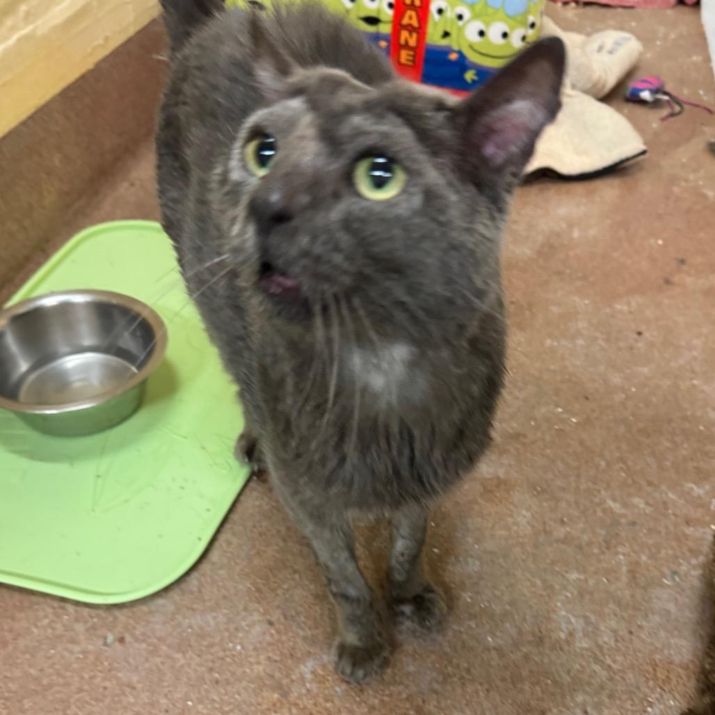 Beluga — thumbnail 4