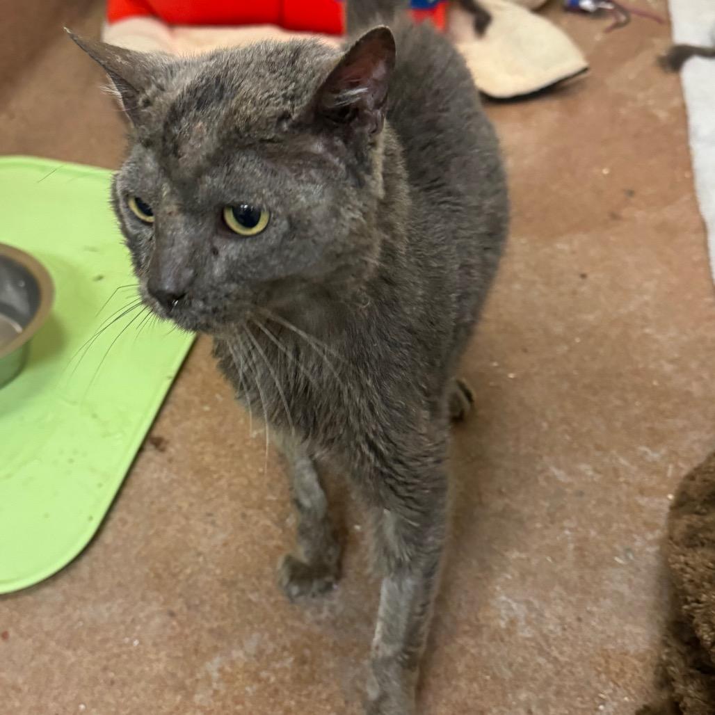 Beluga — thumbnail 5