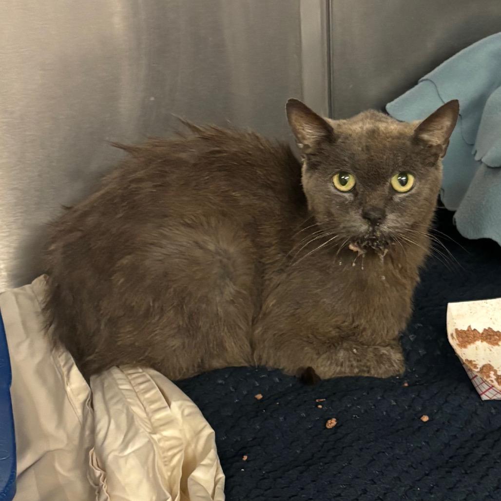 Beluga — thumbnail 6