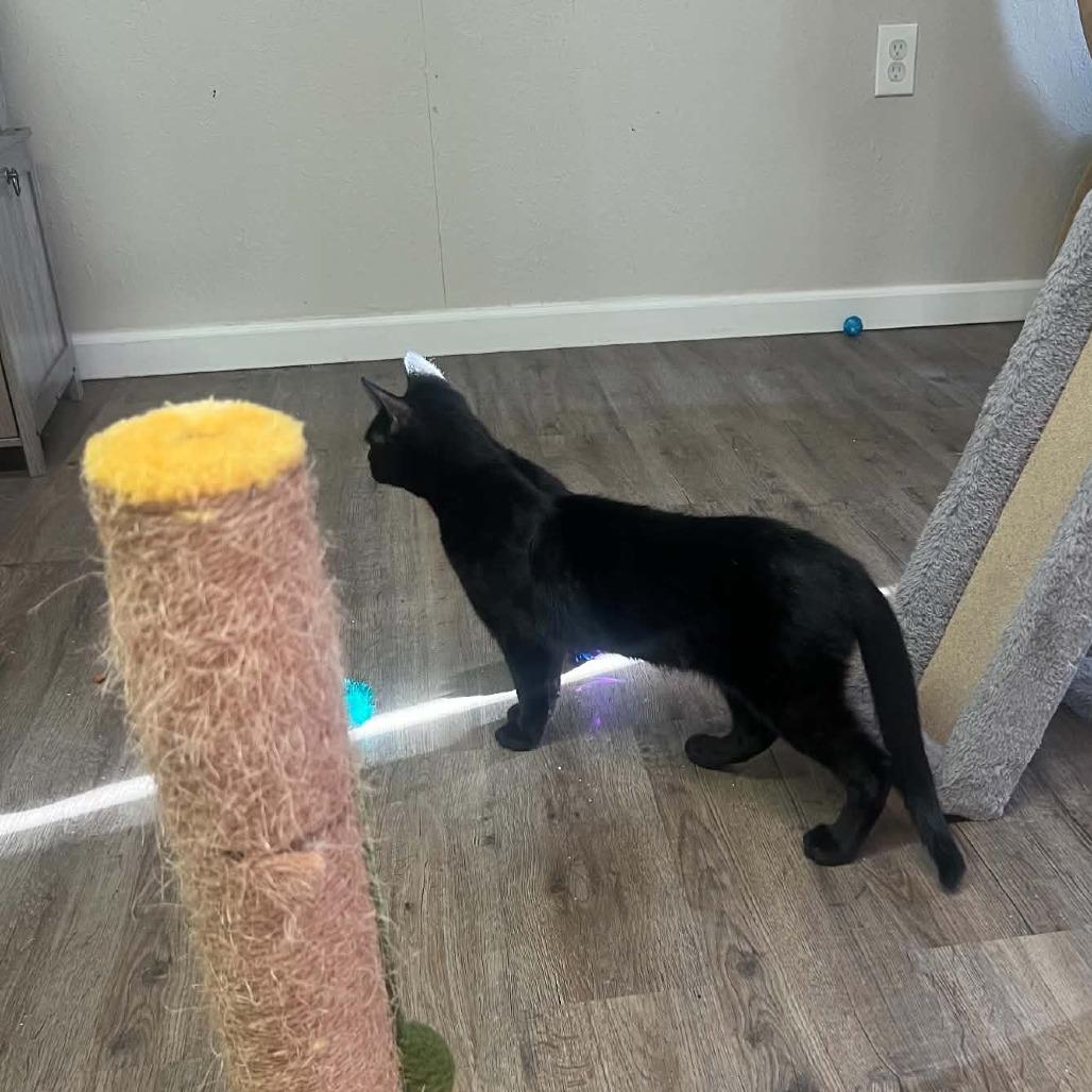 Enlarge Northern, a Adoptable Domestic Short Hair in Incline Village, NV image 3/6