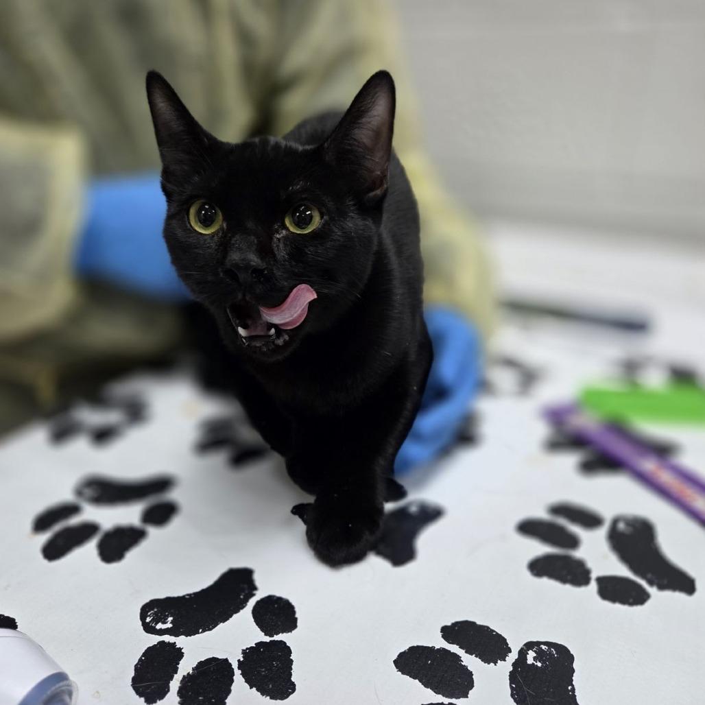 Enlarge Northern, a Adoptable Domestic Short Hair in Incline Village, NV image 4/6