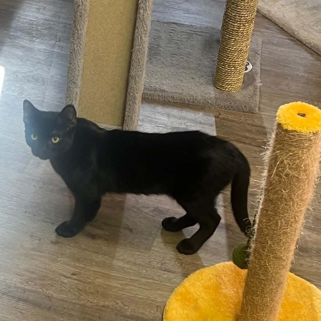 Enlarge Northern, a Adoptable Domestic Short Hair in Incline Village, NV image 5/6