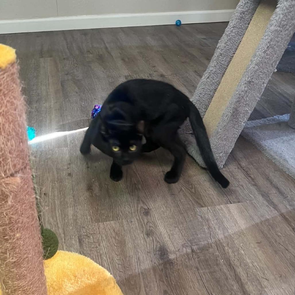 Enlarge Northern, a Adoptable Domestic Short Hair in Incline Village, NV image 6/6