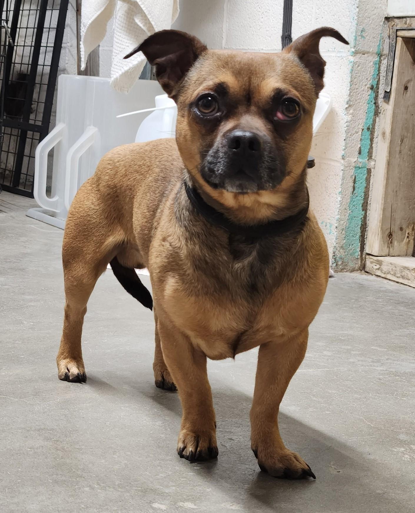 Enlarge Skippy, a ADOPTABLE mixed breed in Butte, MT image 1/2