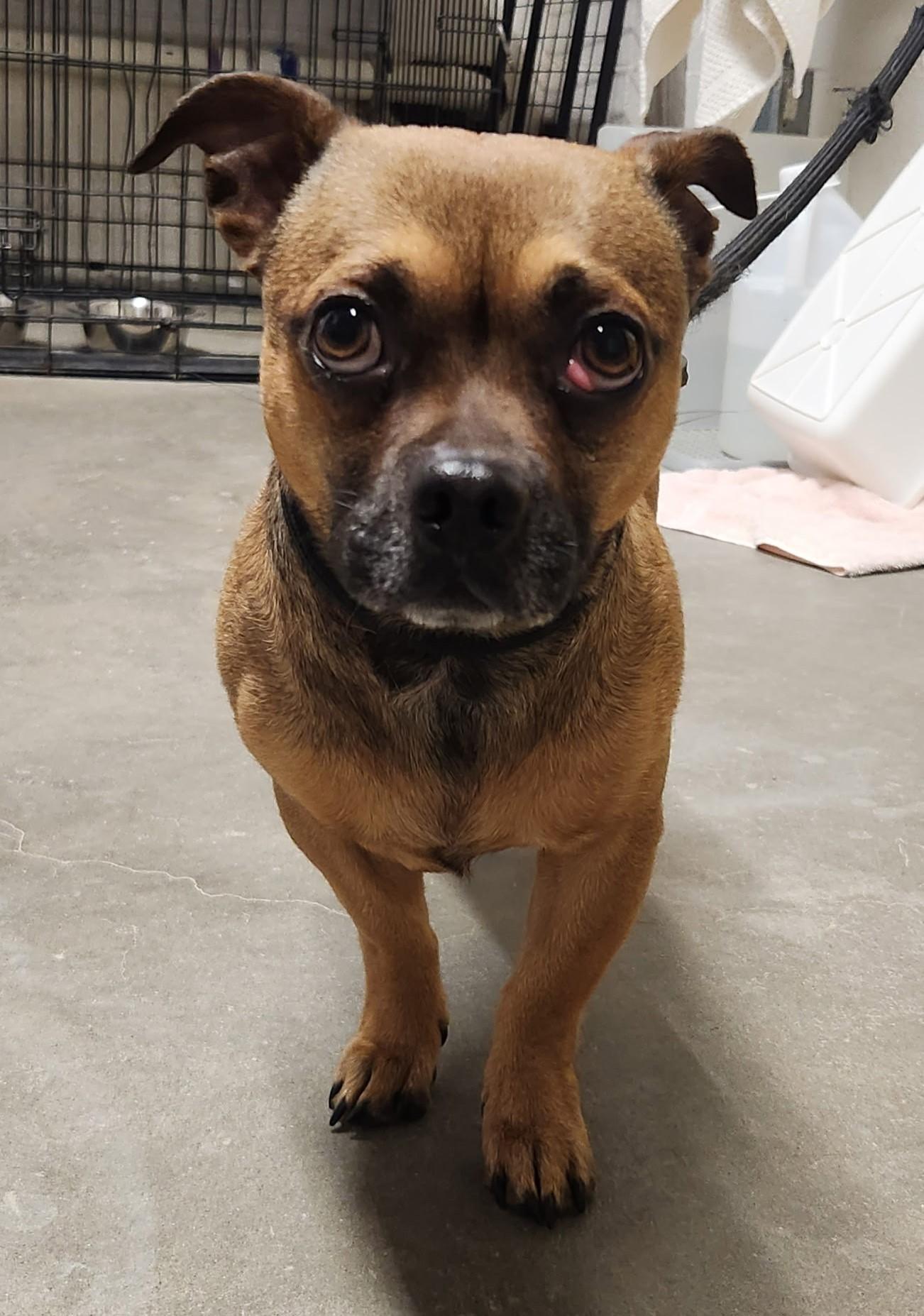 Enlarge Skippy, a ADOPTABLE mixed breed in Butte, MT image 2/2