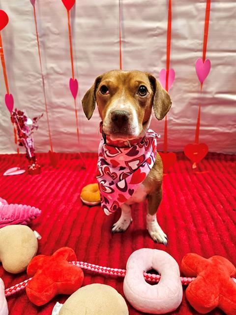 SOL, Adoptable, Young Female Dachshund & Chihuahua.