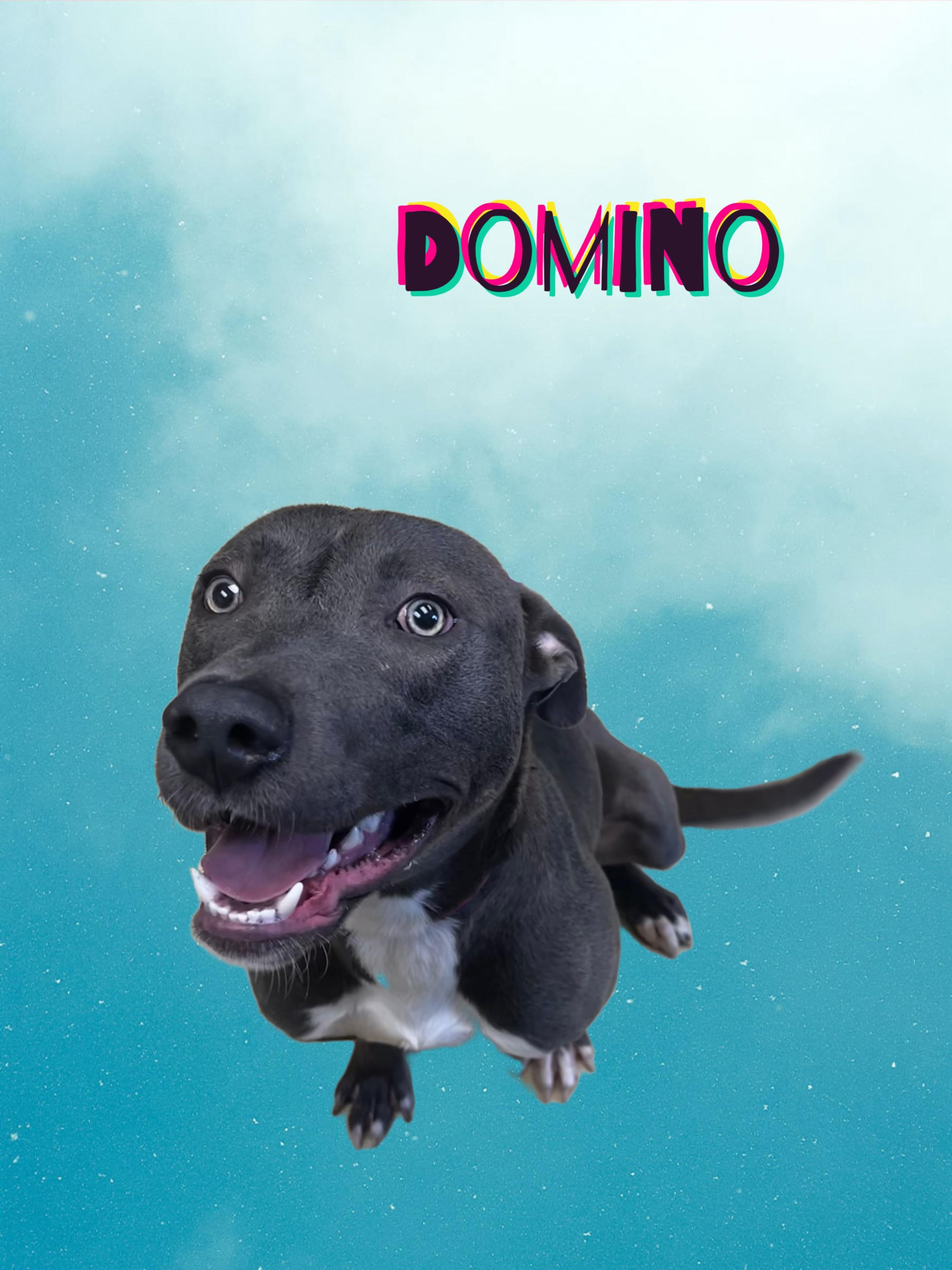 Enlarge Domino, a ADOPTABLE mixed breed in New Castle, IN image 1/1