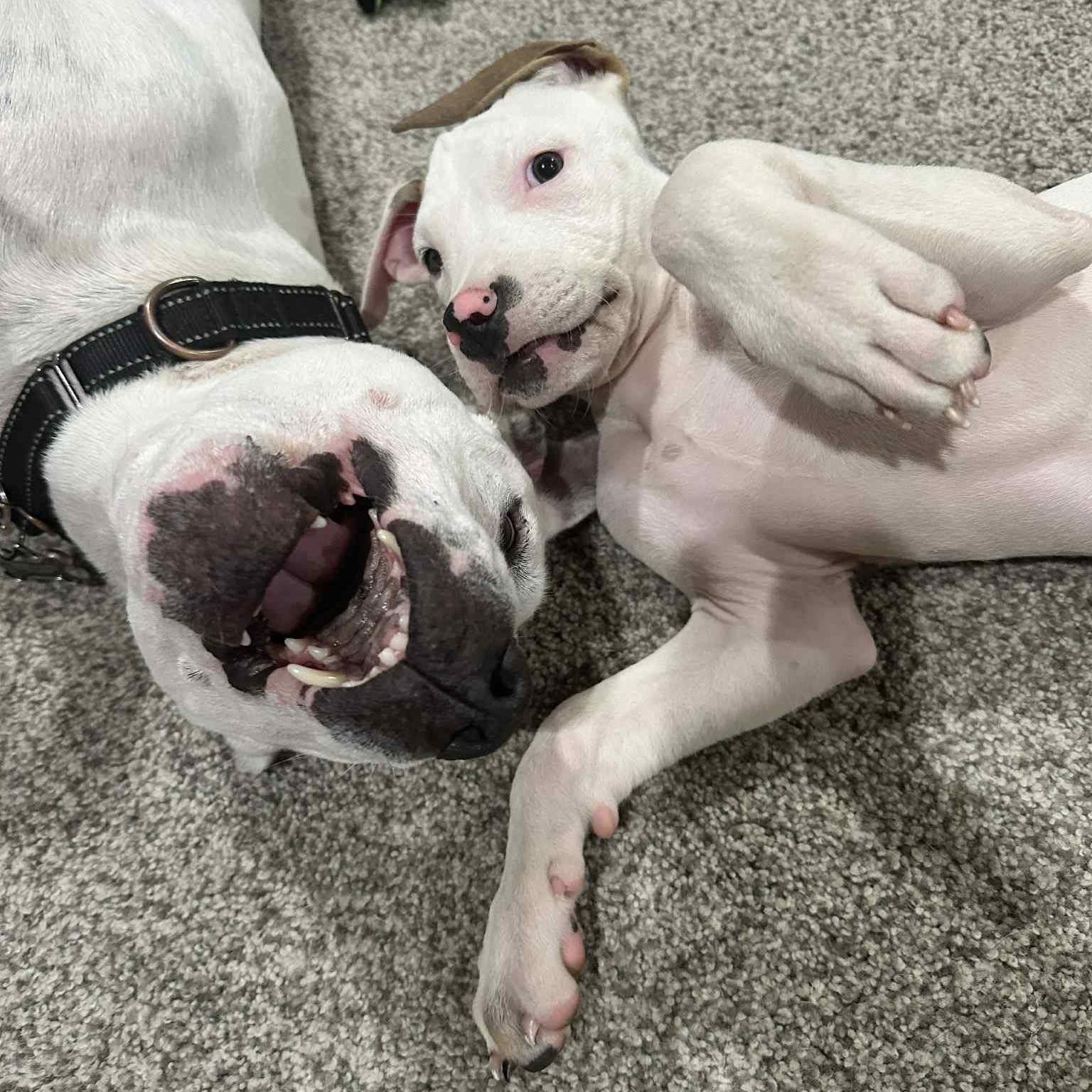 Ichabod, Adopted, Puppy Male Hound & Pit Bull Terrier.