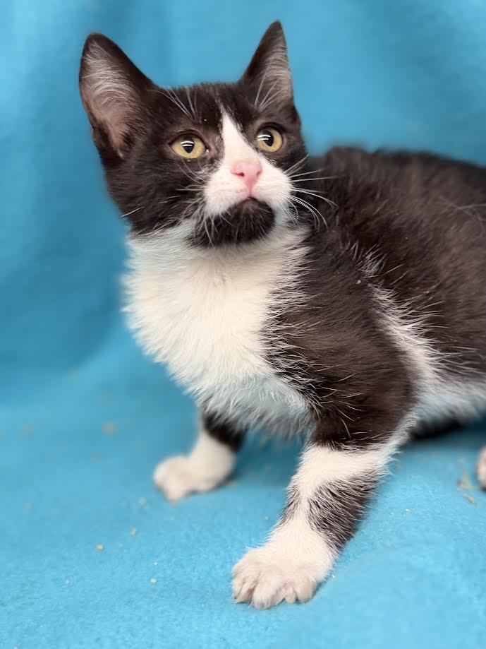 Enlarge Mars, a ADOPTABLE Domestic Short Hair in Oakdale, CA image 1/1