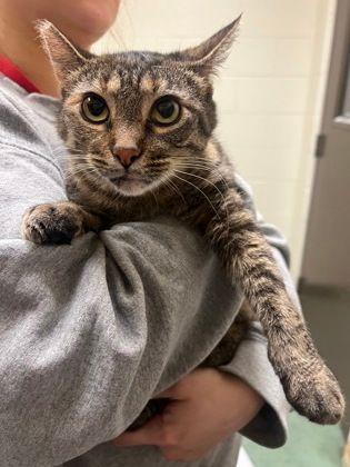 Enlarge Ayla, an adopted Domestic Short Hair in Williamsport, PA image 1/1