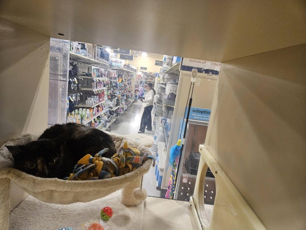 Enlarge Callie Ann JN (Taylors Petsmart Adoption Center), a Adoptable Domestic Short Hair in Greenville, SC image 1/2
