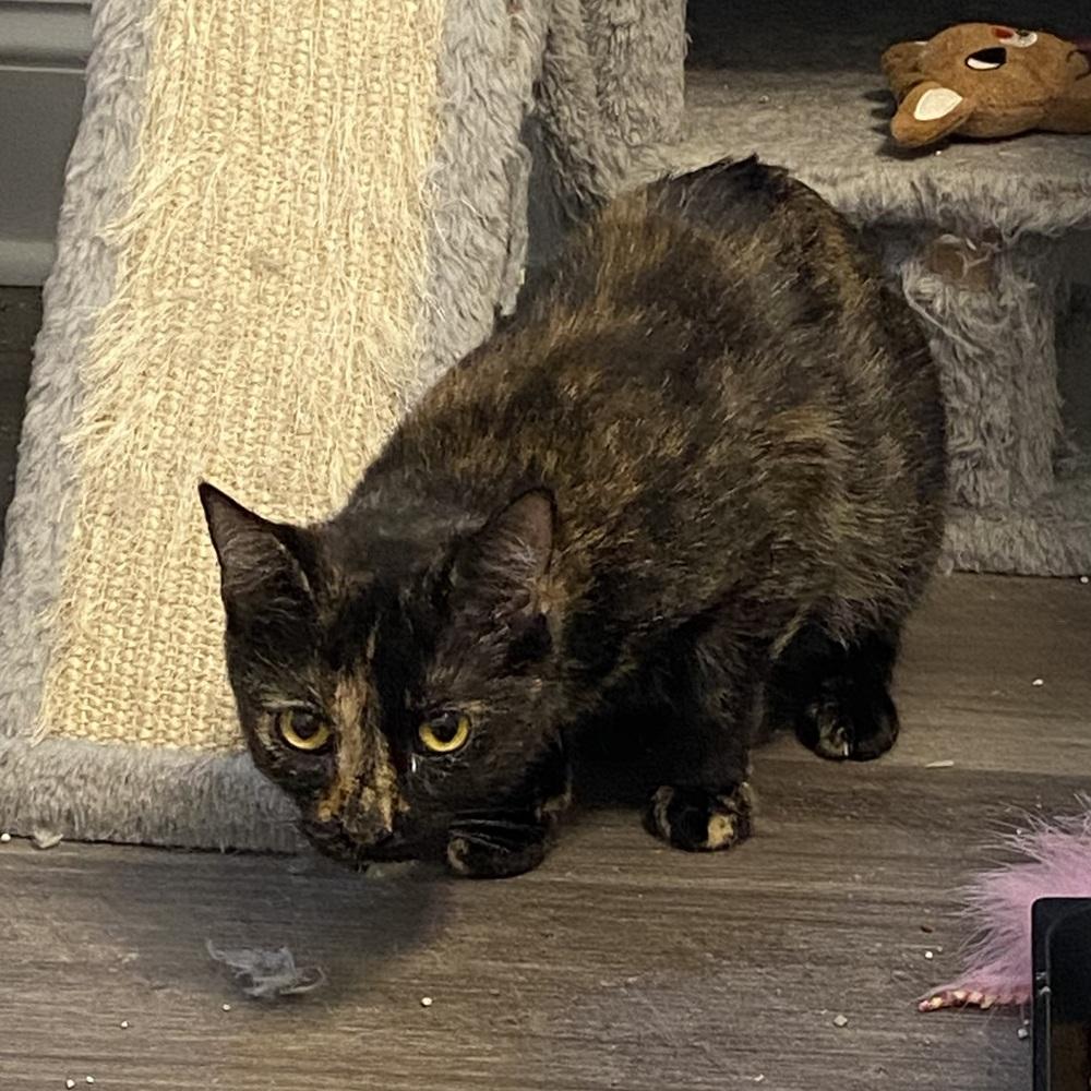 Enlarge Callie Ann JN (Taylors Petsmart Adoption Center), a Adoptable Domestic Short Hair in Greenville, SC image 2/2