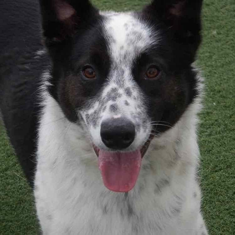 Seamus, ADOPTABLE, Adult Male Border Collie & Australian Cattle Dog / Blue Heeler.
