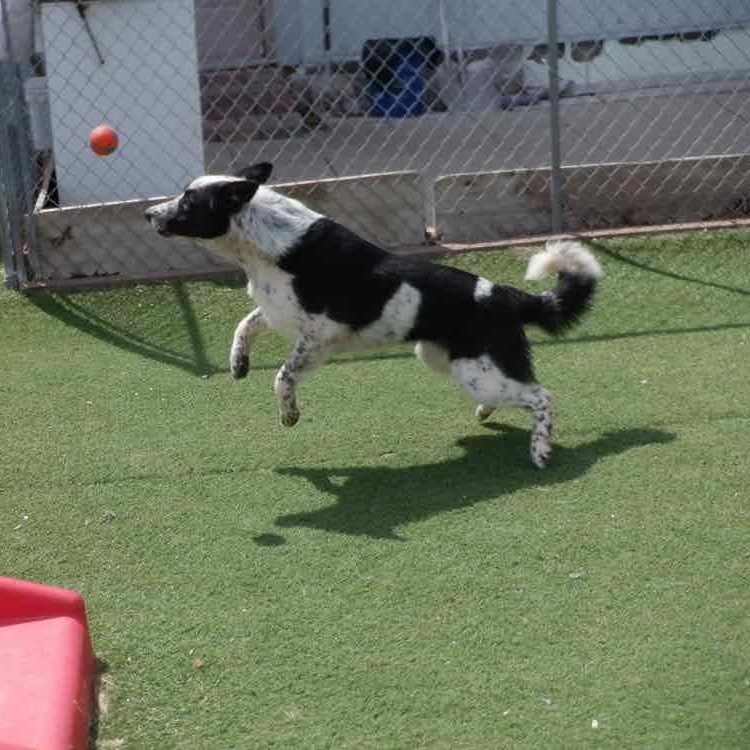 Enlarge Shamus, a ADOPTABLE mixed breed in Richmond Hill, ON image 2/4