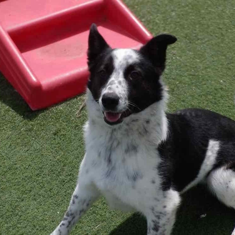 Enlarge Shamus, a ADOPTABLE mixed breed in Richmond Hill, ON image 4/4