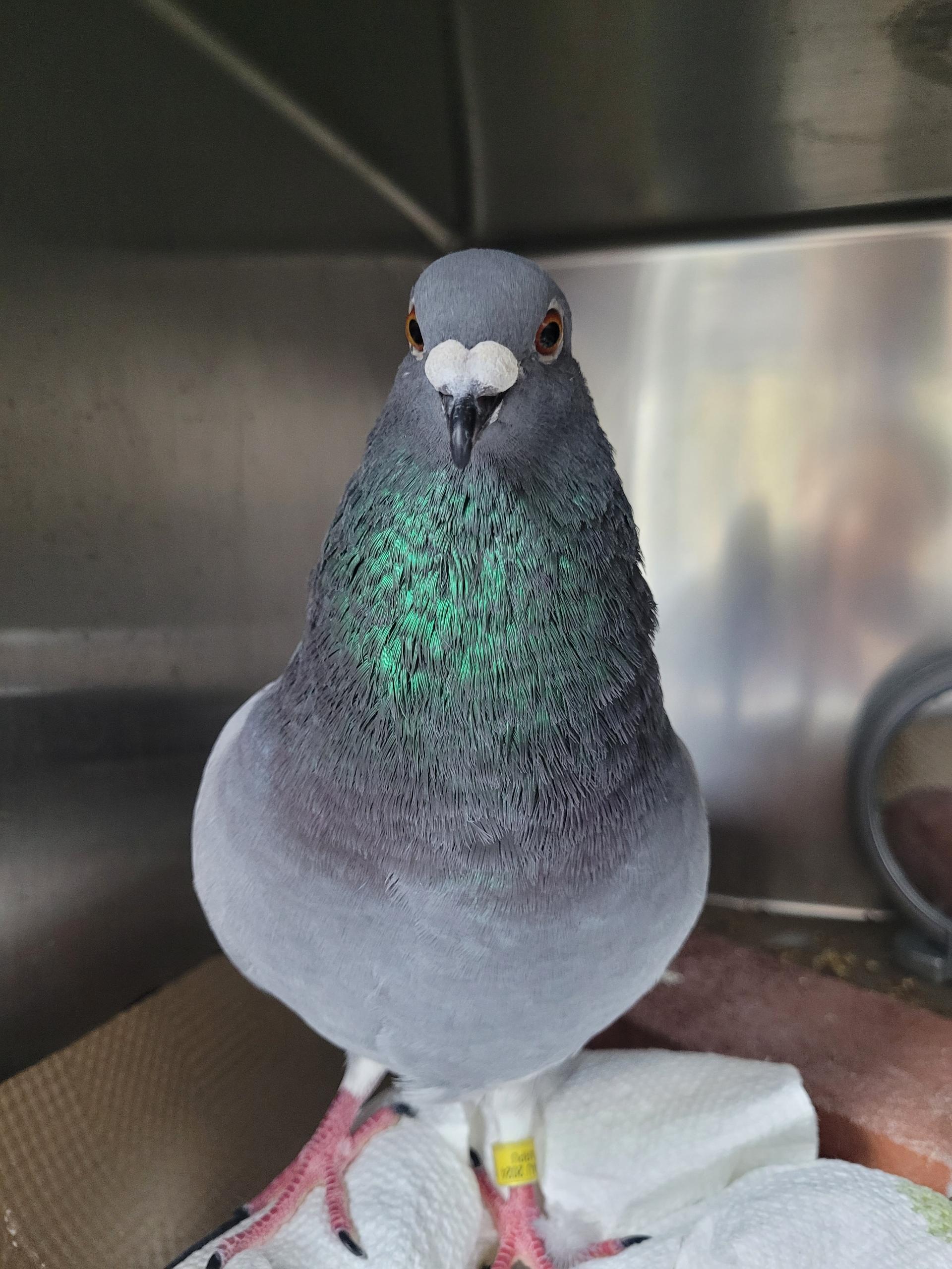 Slayer, Adoptable, Young Male Pigeon & Dove.