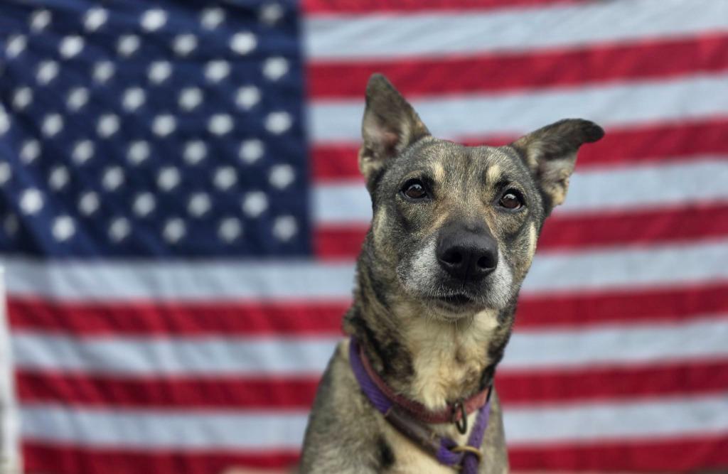 Nessie, Adoptable, Adult Female German Shepherd Dog.