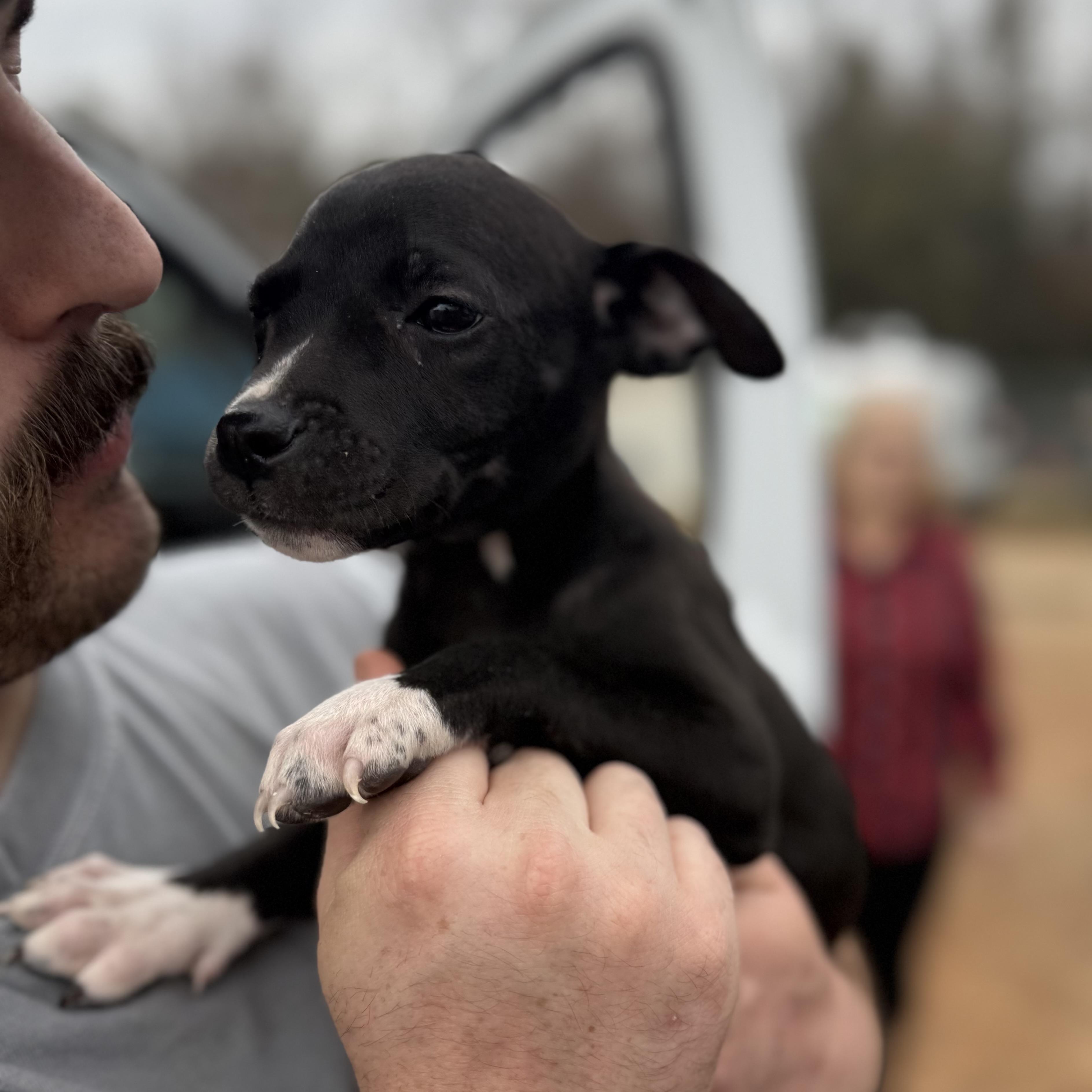 Sand Flea — thumbnail 2