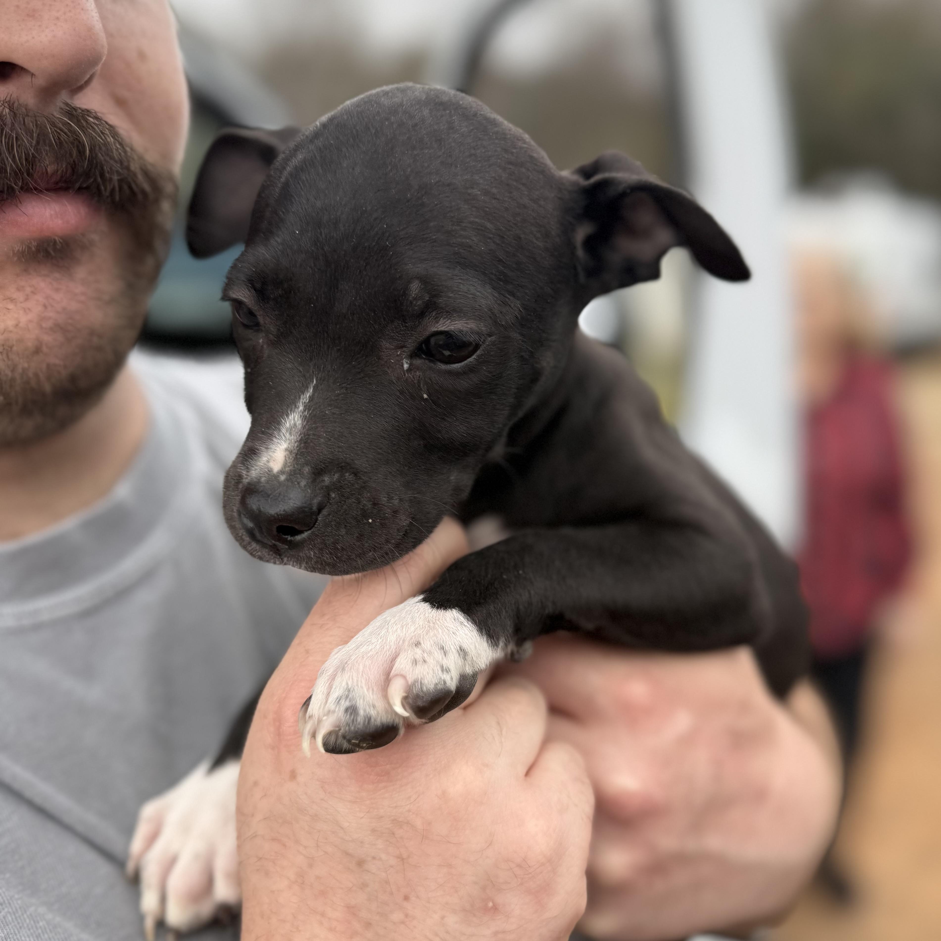 Sand Flea — thumbnail 4