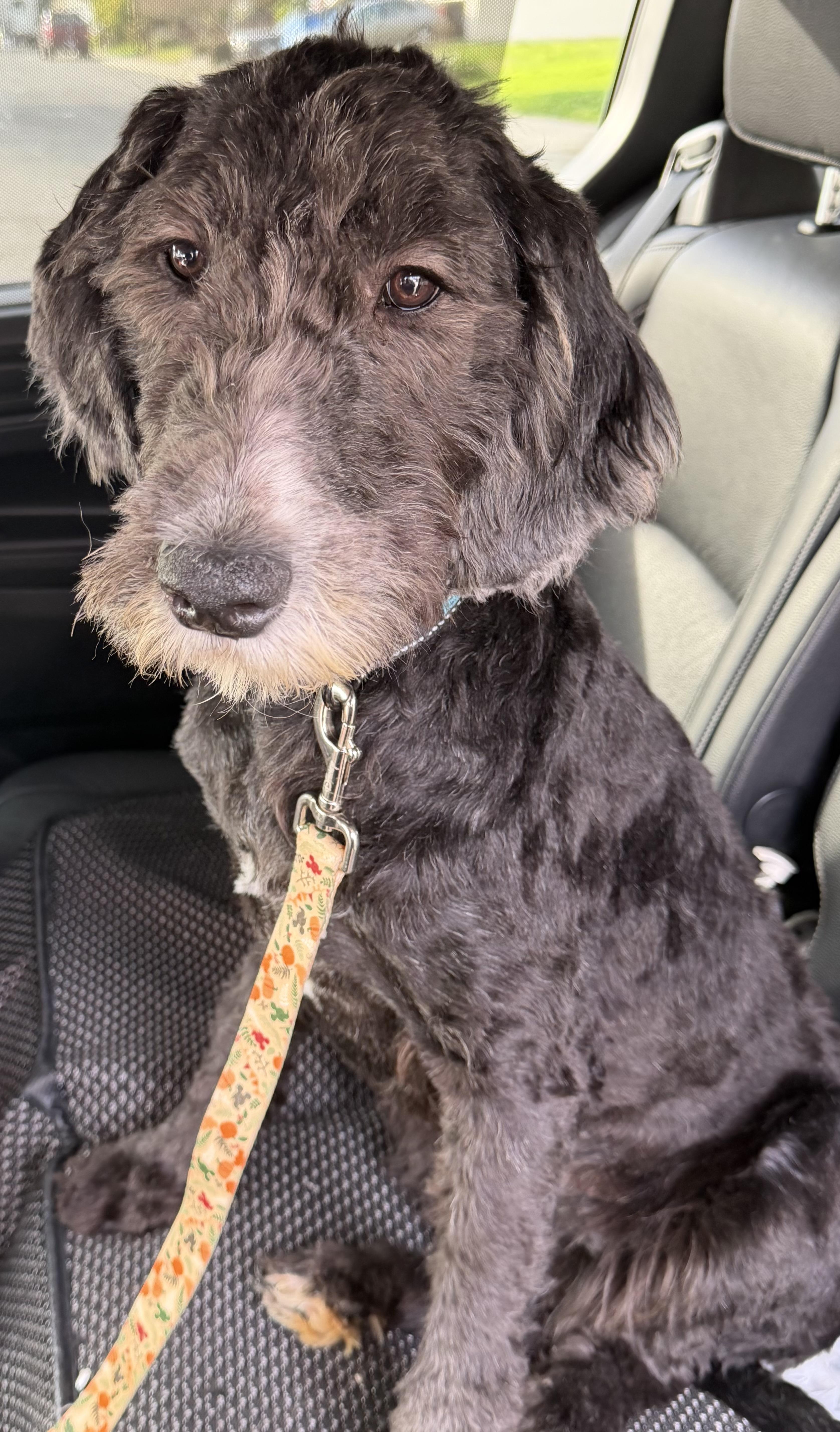 Enlarge Annie, an adopted mixed breed in Yuba City, CA image 3/5