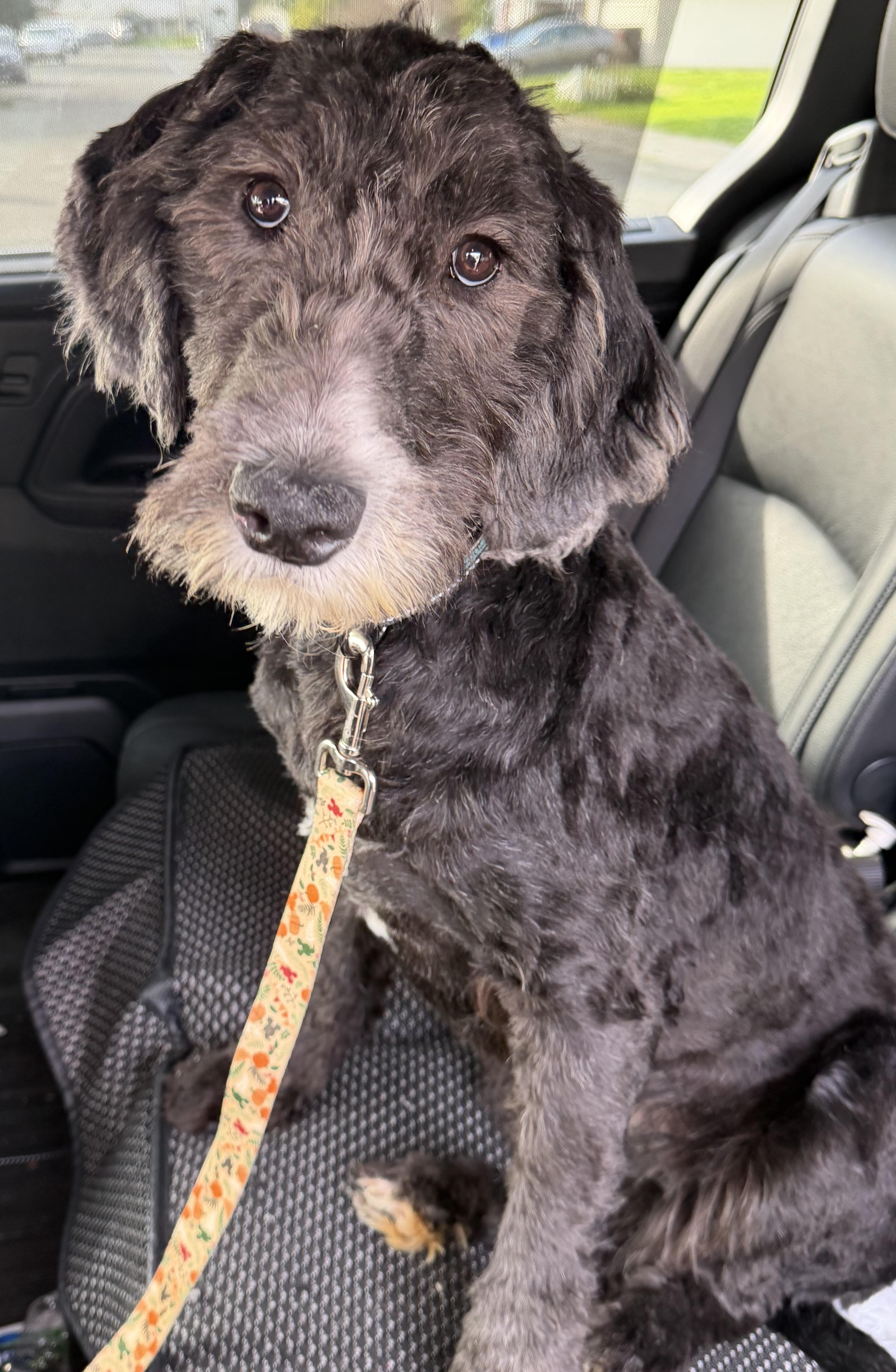 Enlarge Annie, an adopted mixed breed in Yuba City, CA image 4/5