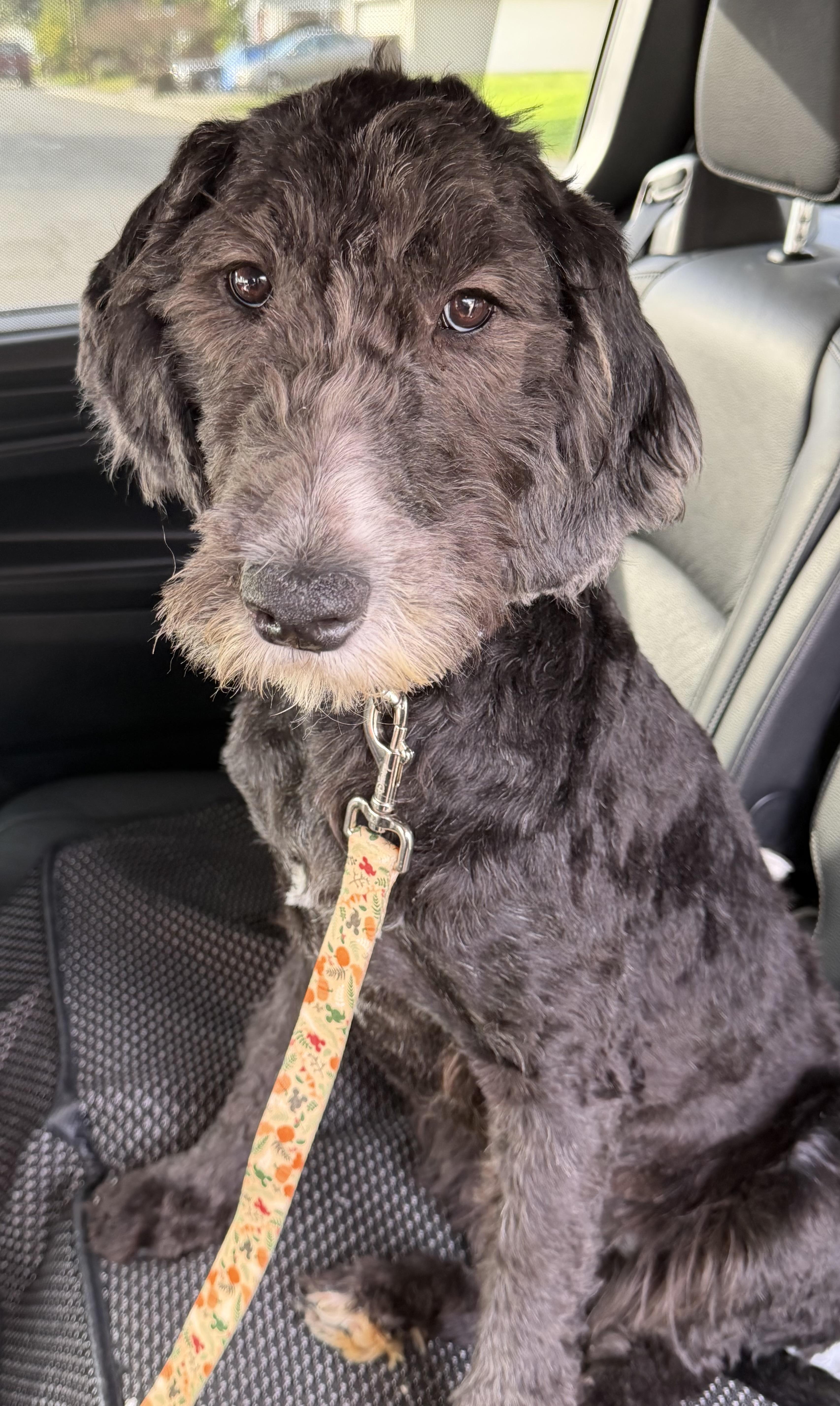Annie, adopted, Puppy Female Goldendoodle & Poodle.