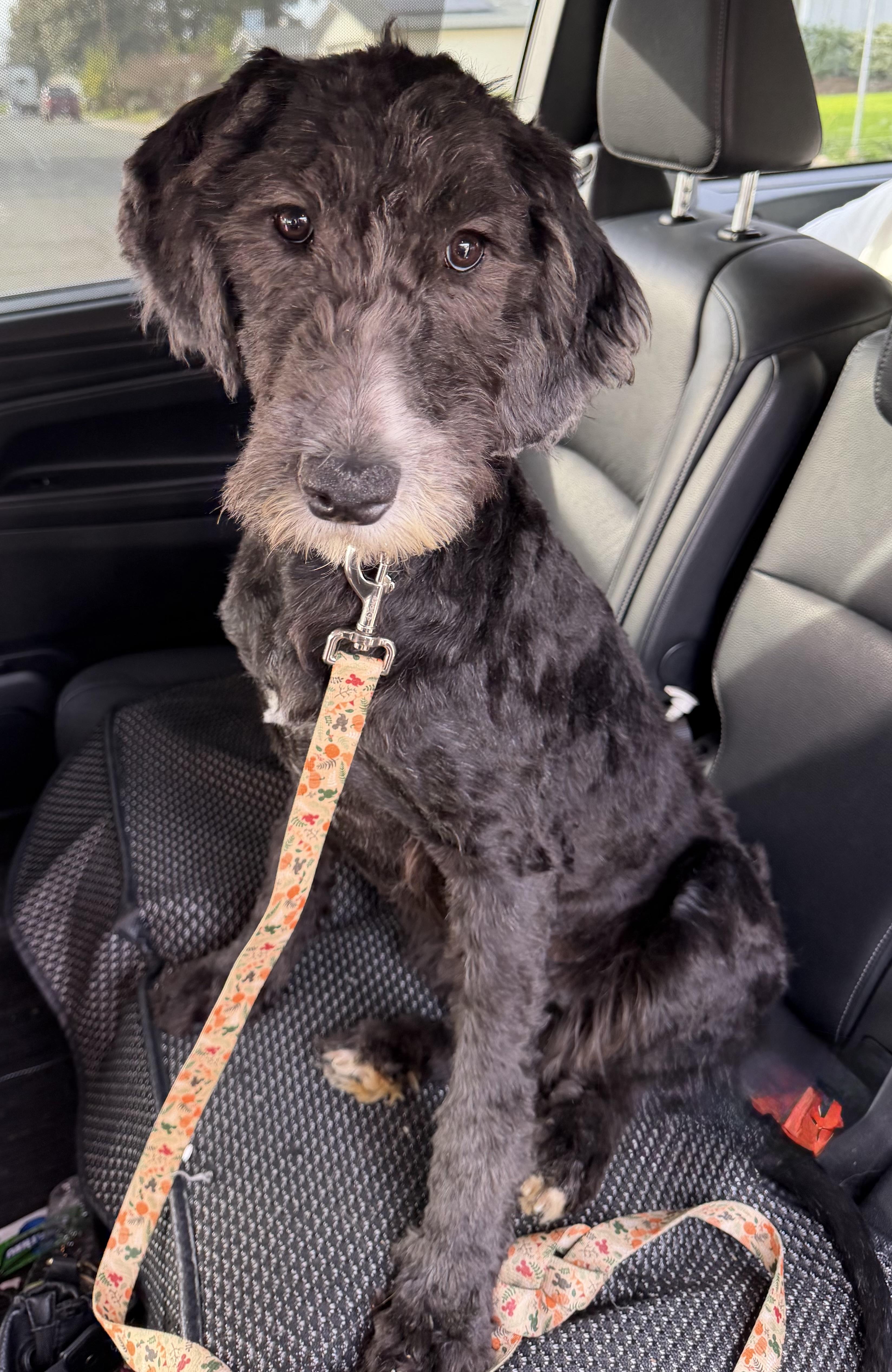 Enlarge Annie, an adopted mixed breed in Yuba City, CA image 2/5