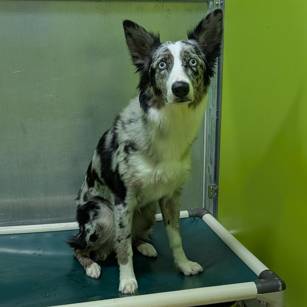 Nova, Adoptable, Young Female Australian Shepherd.