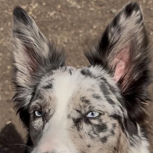 Enlarge Nova, a Adoptable Australian Shepherd in Spokane, WA image 2/5