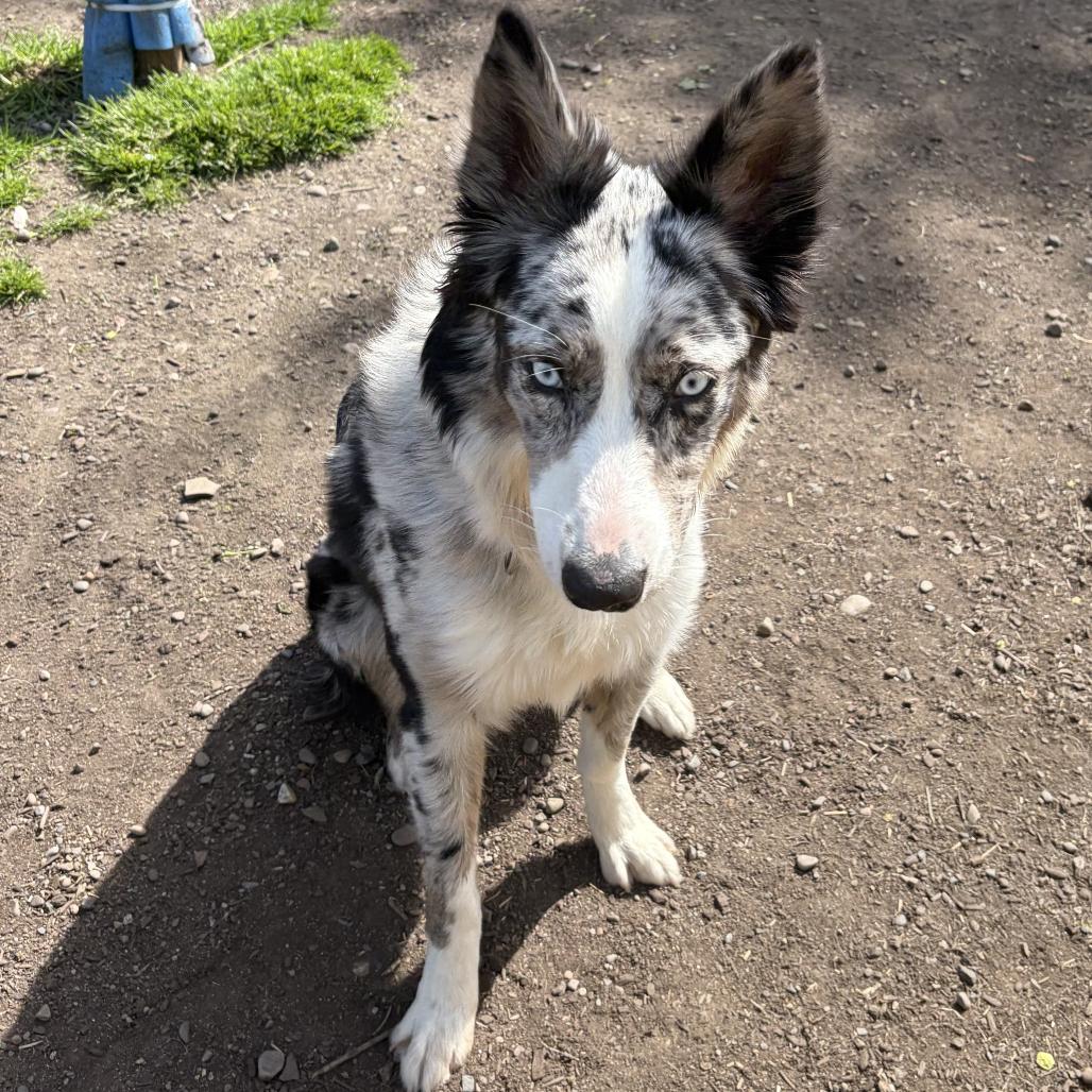 Enlarge Nova, a Adoptable Australian Shepherd in Spokane, WA image 3/5