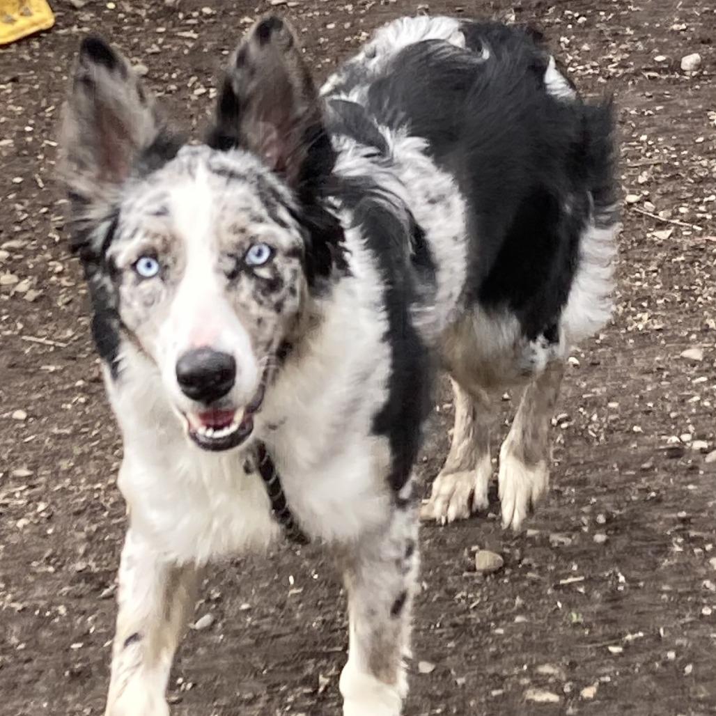 Enlarge Nova, a Adoptable Australian Shepherd in Spokane, WA image 4/5