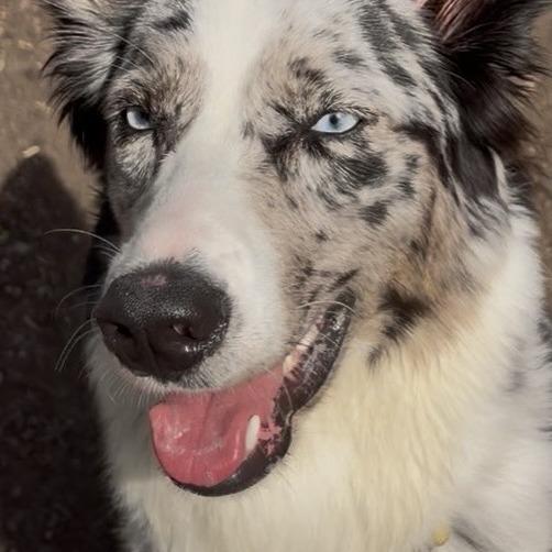 Enlarge Nova, a Adoptable Australian Shepherd in Spokane, WA image 5/5