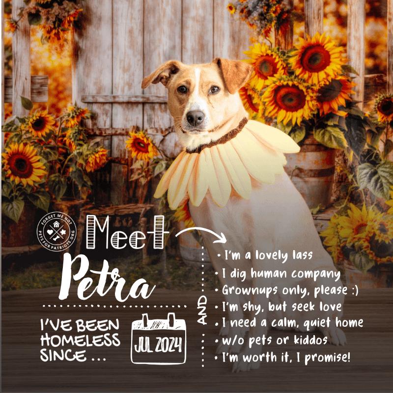 Petra, Adoptable, Adult Female American Foxhound.