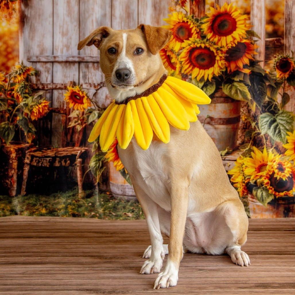 Enlarge Petra, a Adoptable American Foxhound in Oak Ridge, TN image 2/6