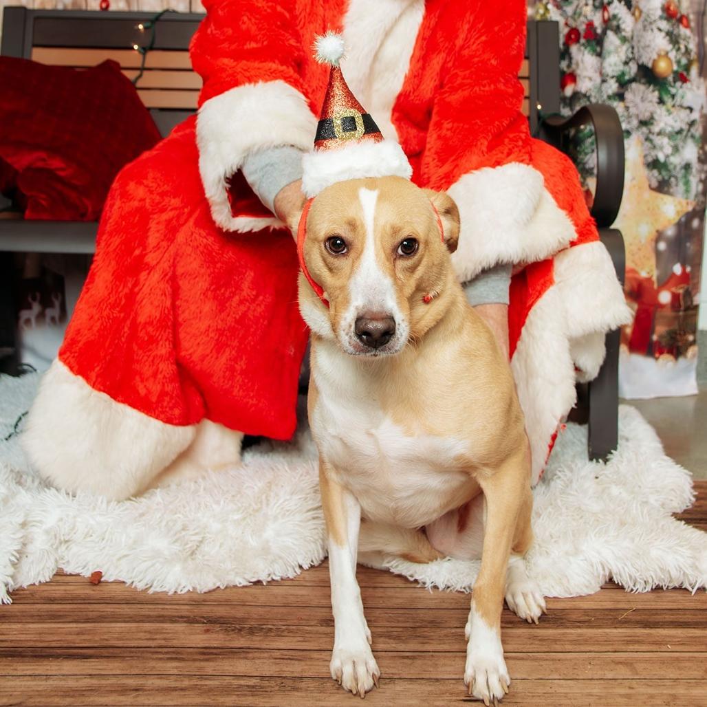 Enlarge Petra, a Adoptable American Foxhound in Oak Ridge, TN image 3/6