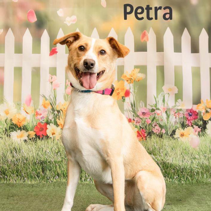 Enlarge Petra, a Adoptable American Foxhound in Oak Ridge, TN image 4/6
