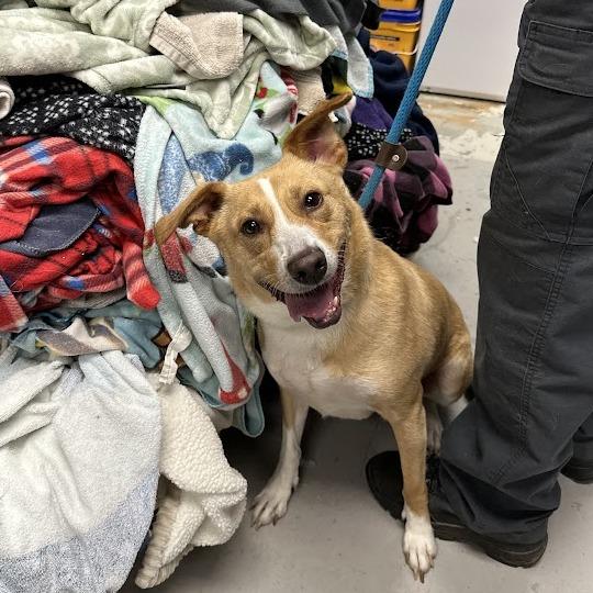 Enlarge Petra, a Adoptable American Foxhound in Oak Ridge, TN image 5/6