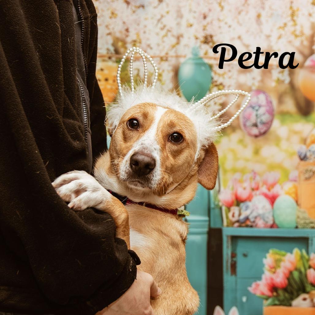 Enlarge Petra, a Adoptable American Foxhound in Oak Ridge, TN image 6/6
