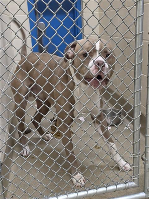 Enlarge DOZER, a Adoptable mixed breed in Anchorage, AK image 1/1
