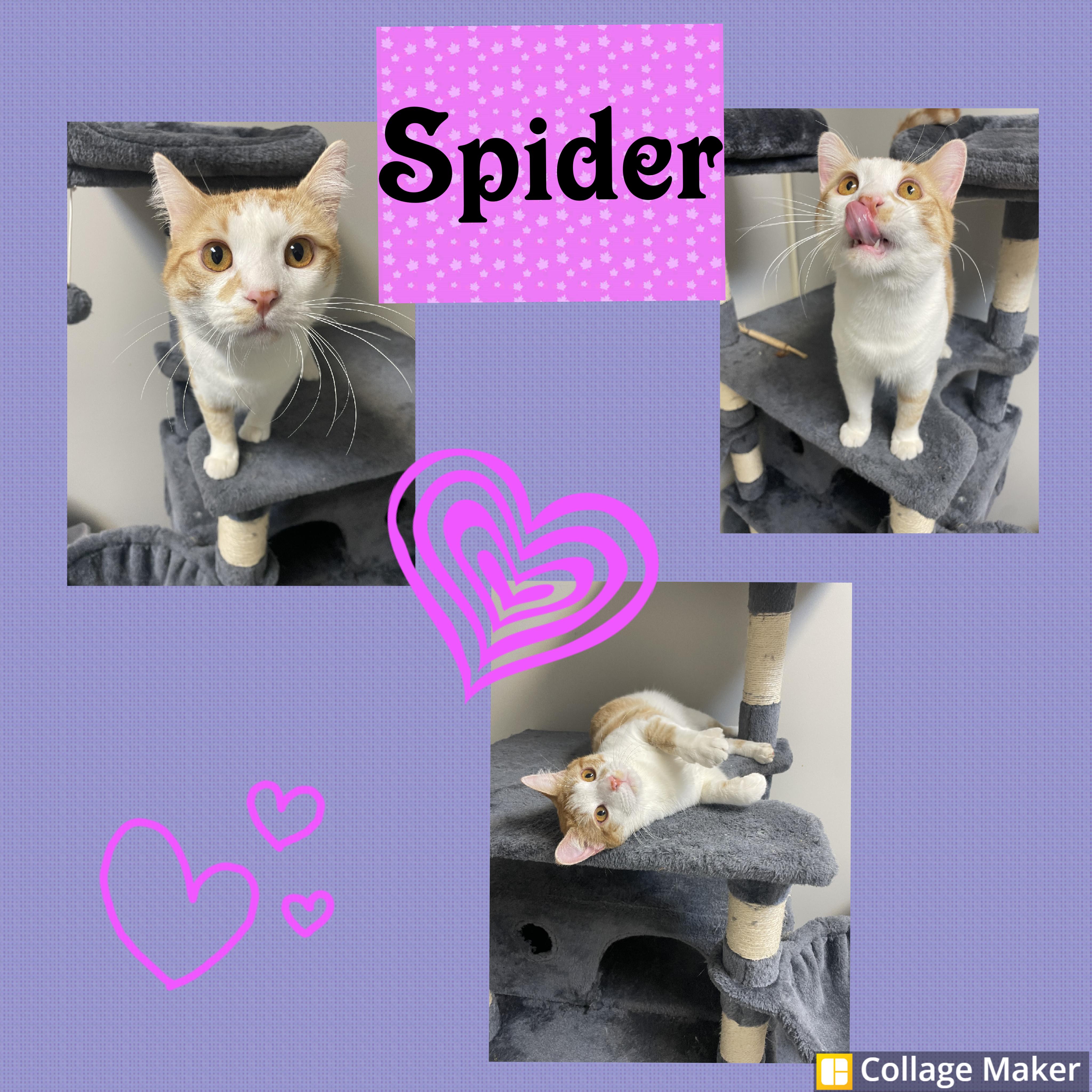 Enlarge Spider, a ADOPTABLE Domestic Short Hair in Clearfield, PA image 1/1