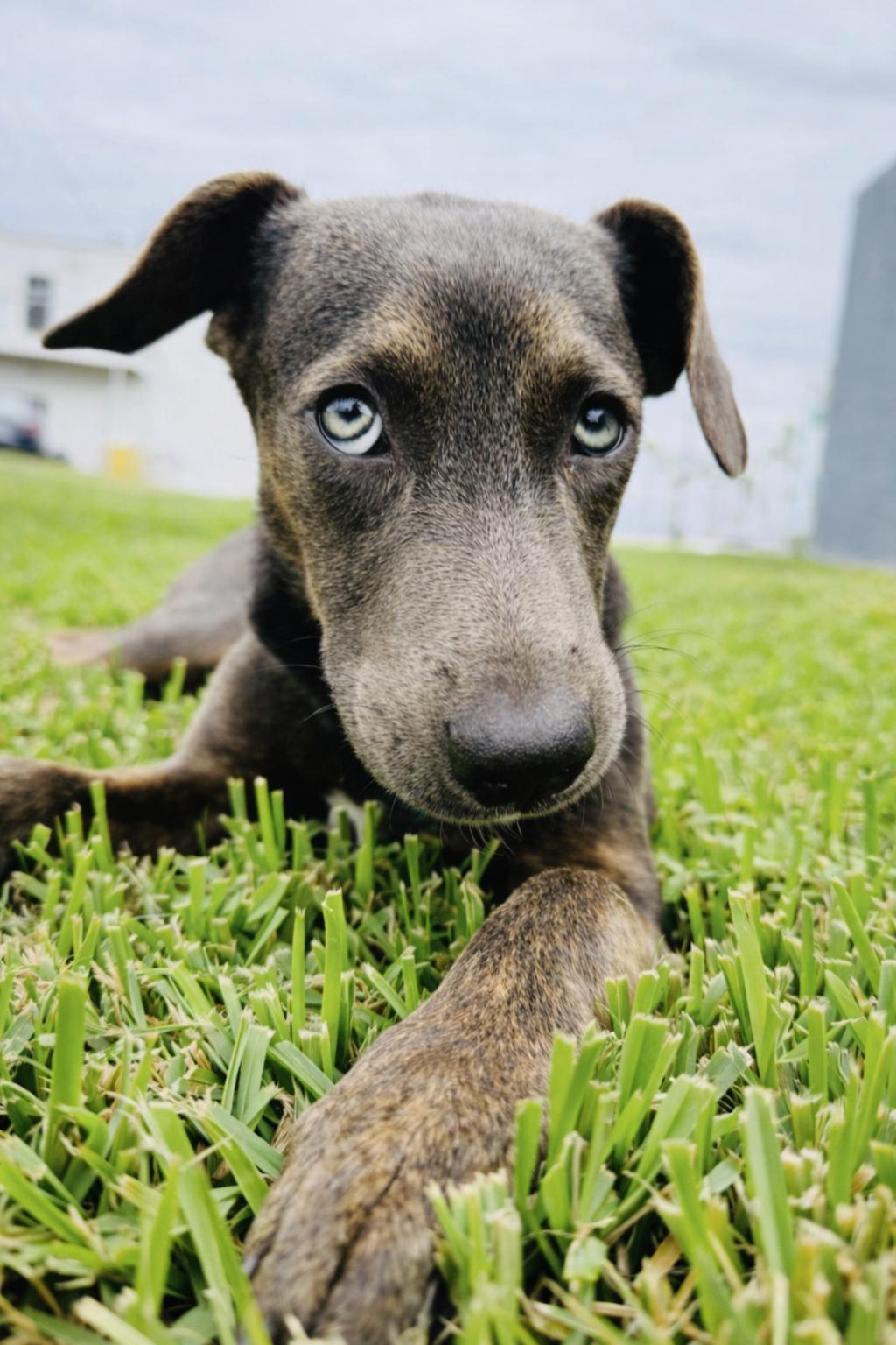 Mulan, Adoptable, Young Female Weimaraner.