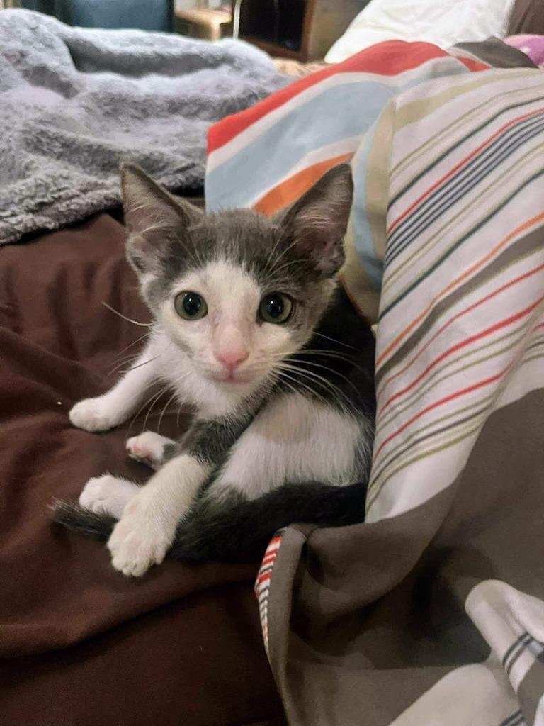 Archie