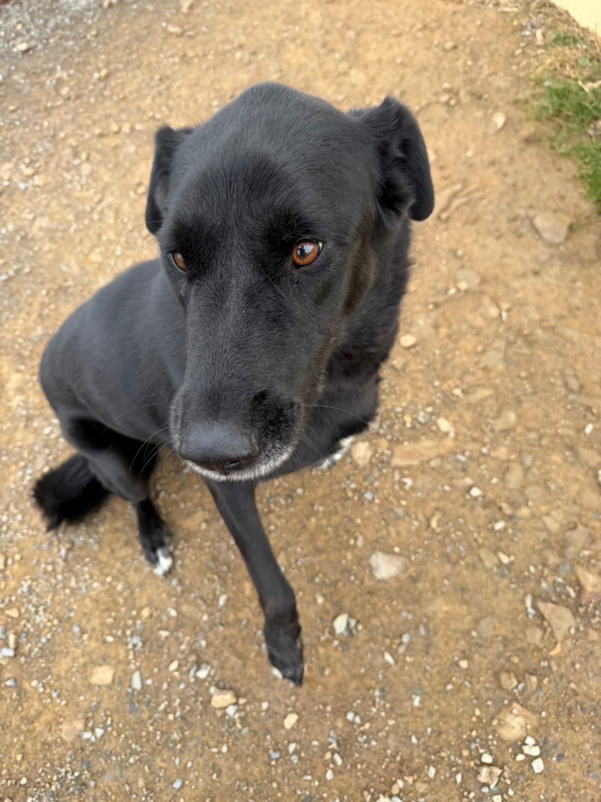 Charlie, Adoptable, Adult Male Labrador Retriever & German Shepherd Dog.