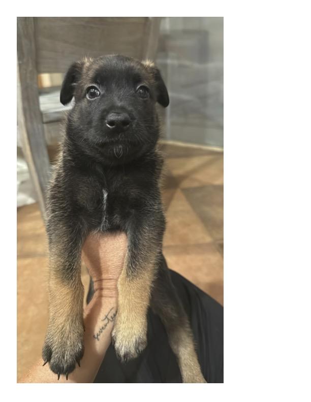 ASIAN, Adoptable, Puppy Female Belgian Shepherd / Malinois.