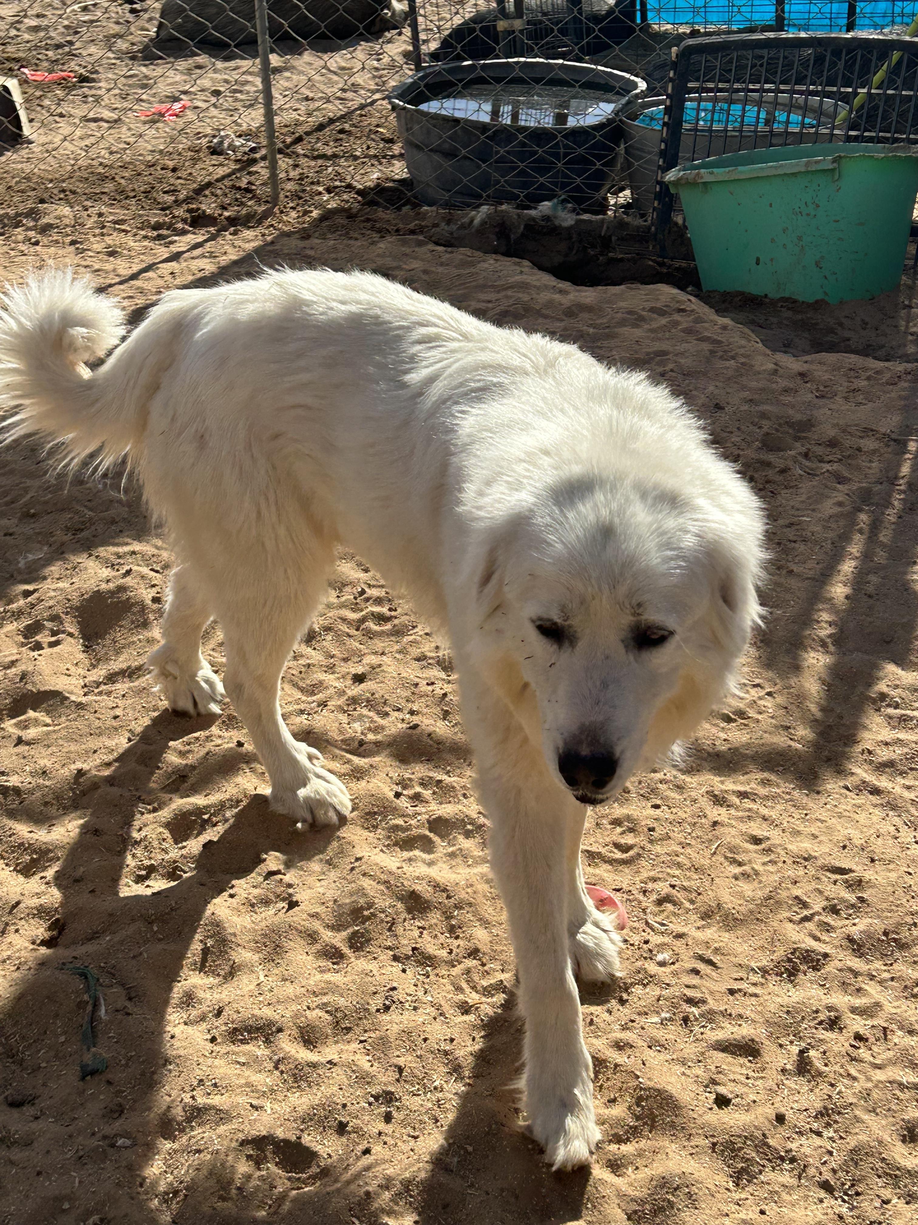 Enlarge EVEREST, a Adoptable Great Pyrenees in Norco, CA image 3/3