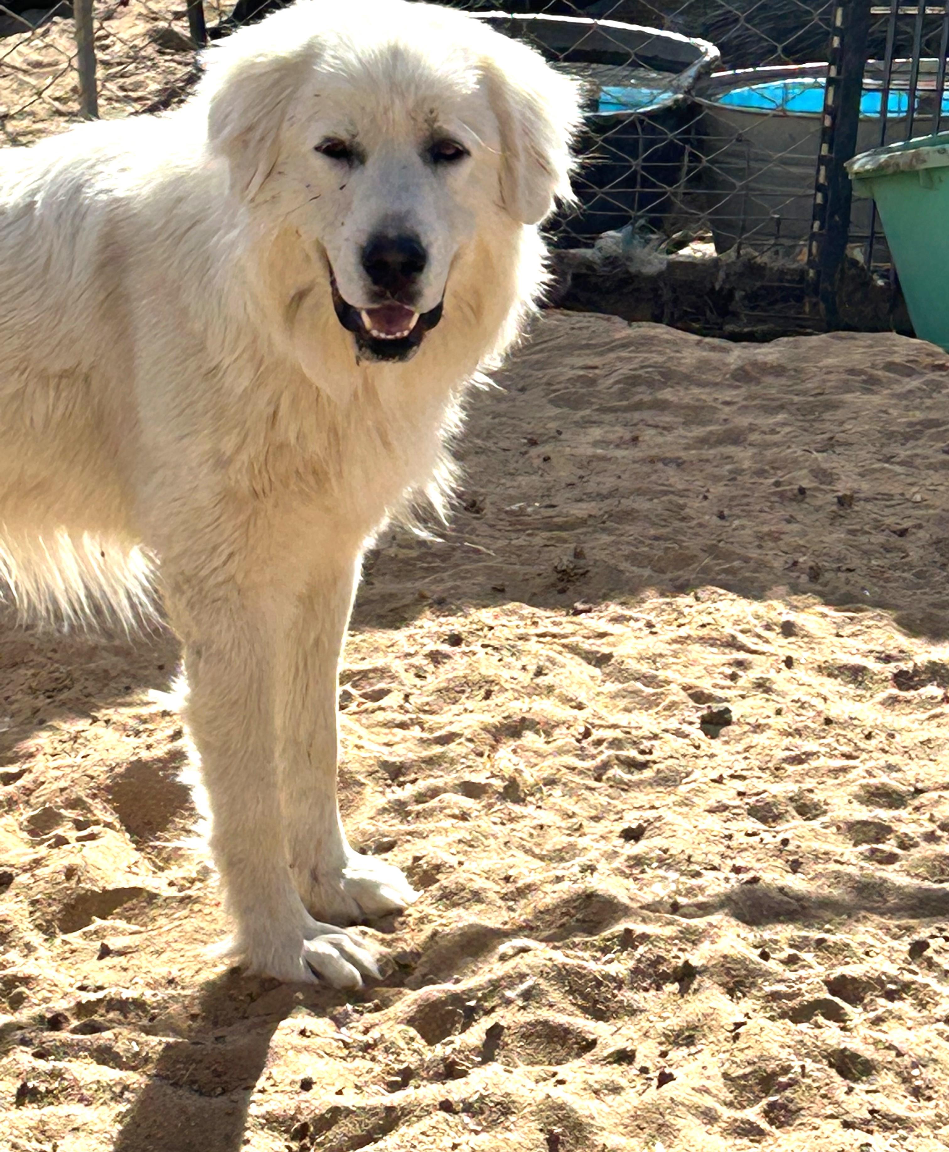 EVEREST, Adoptable, Adult Male Great Pyrenees.